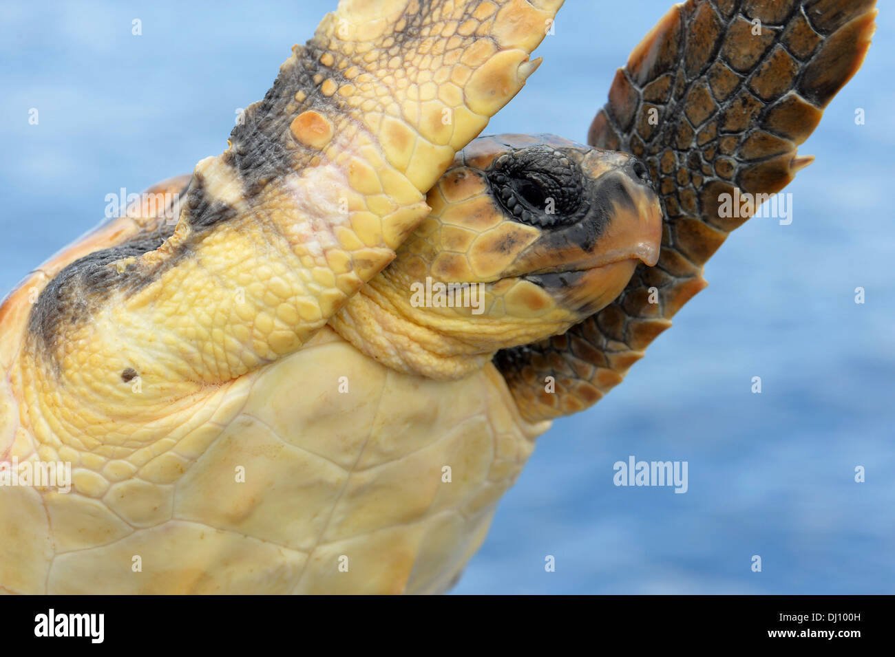 Loggerhead Sea Turtle (Caretta caretta) out of water showing head and flippers, The Azores, June Stock Photo