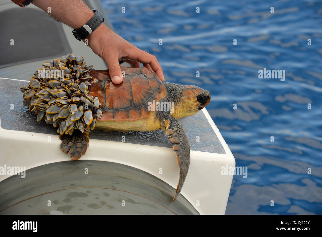 Loggerhead Sea Turtle (Caretta caretta) out of water showing rear covered in goose barnacles, unable to dive, The Azores, June Stock Photo