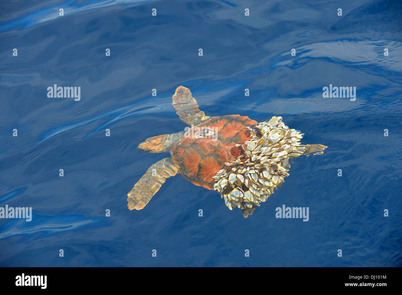 Loggerhead Sea Turtle (Caretta caretta) at surface, unable to dive as rear iscovered in goose barnacles, The Azores, June Stock Photo