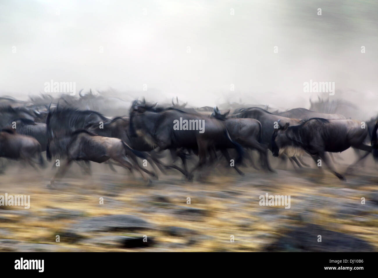 Blue wildebeest (Connochaetes taurinus) on the run during the Great Migration at the Maasai Mara plains. Stock Photo