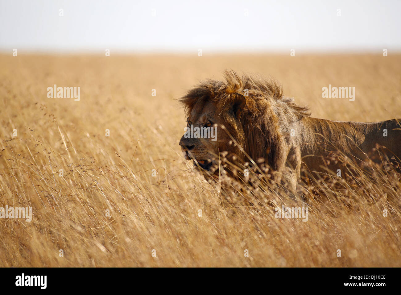 A scarred lion walking in the middle of tall dry grass in the Maasai Mara plains, Kenya Stock Photo