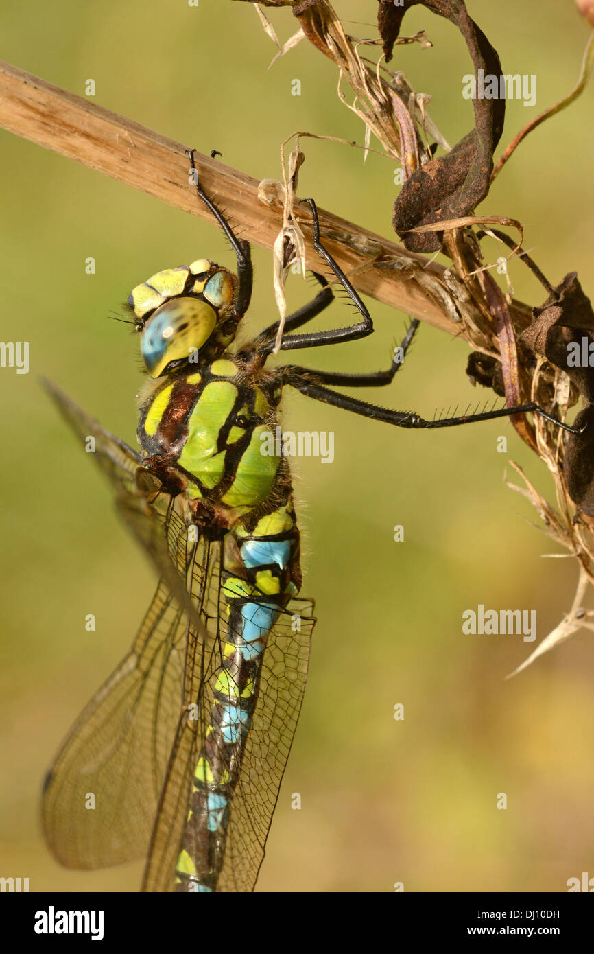 Southern Hawker Dragonfly (Aeshna cyanea) male at rest, Oxfordshire, England Stock Photo