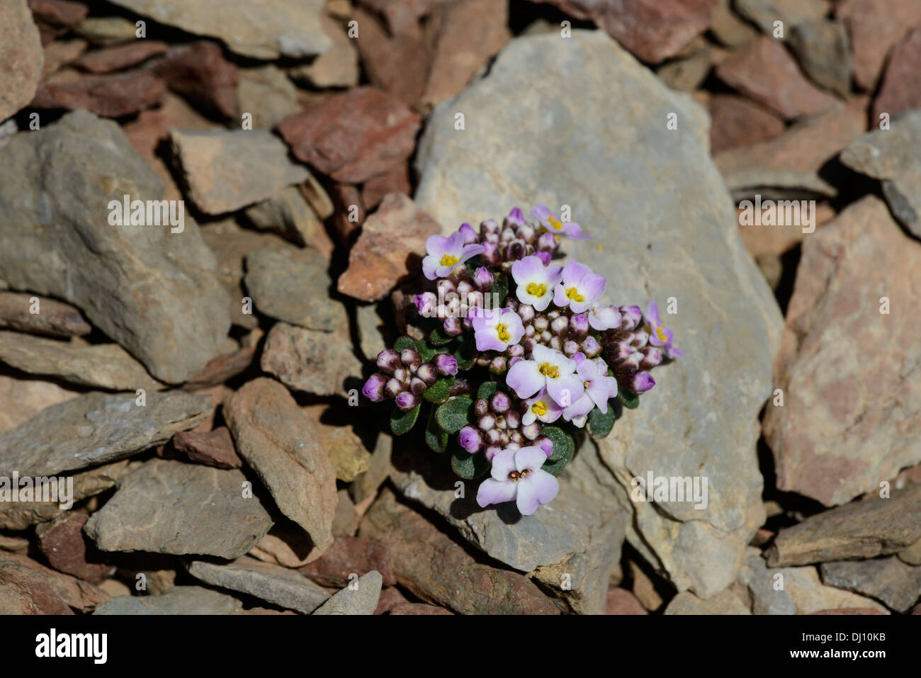 Spoon-leaved Candytuft (Iberis spatulata) in scree Stock Photo