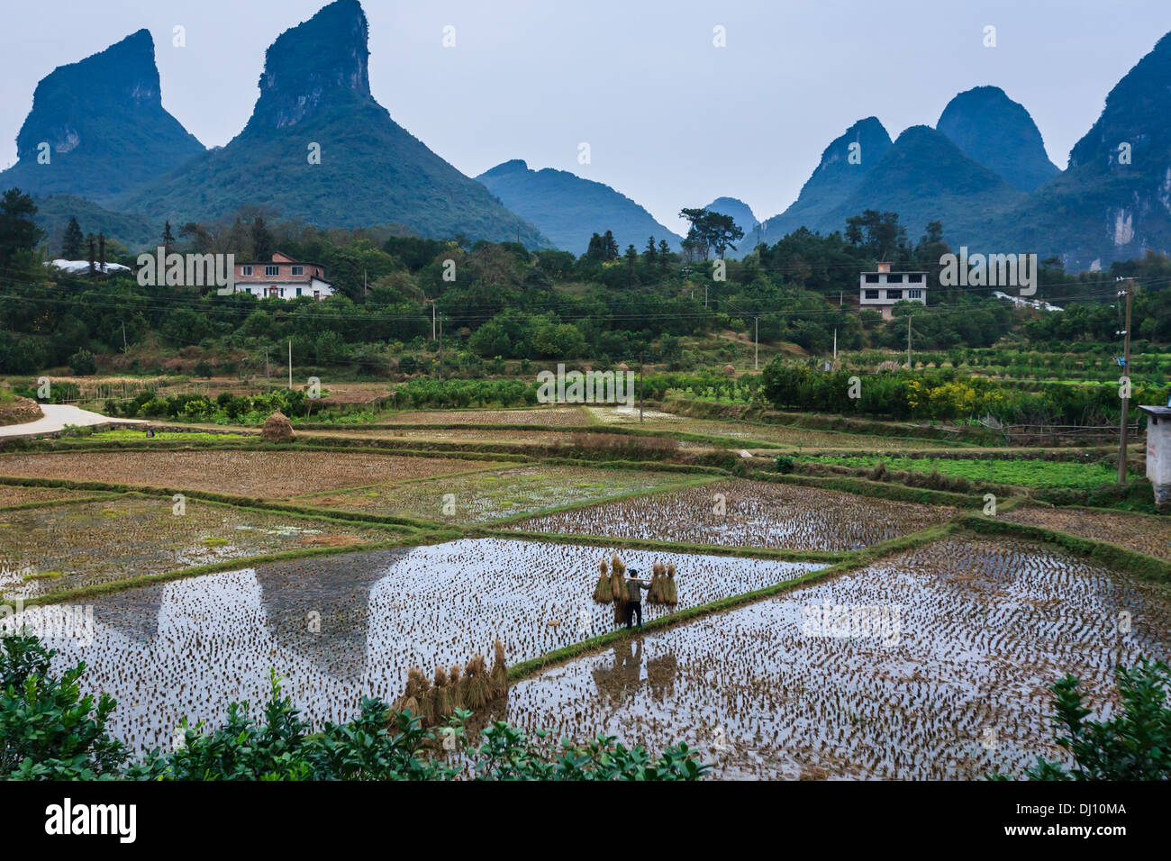 Chinese woman carrying rice stalks across the rice paddies with Karst mountain formations in background in Yangshao Stock Photo