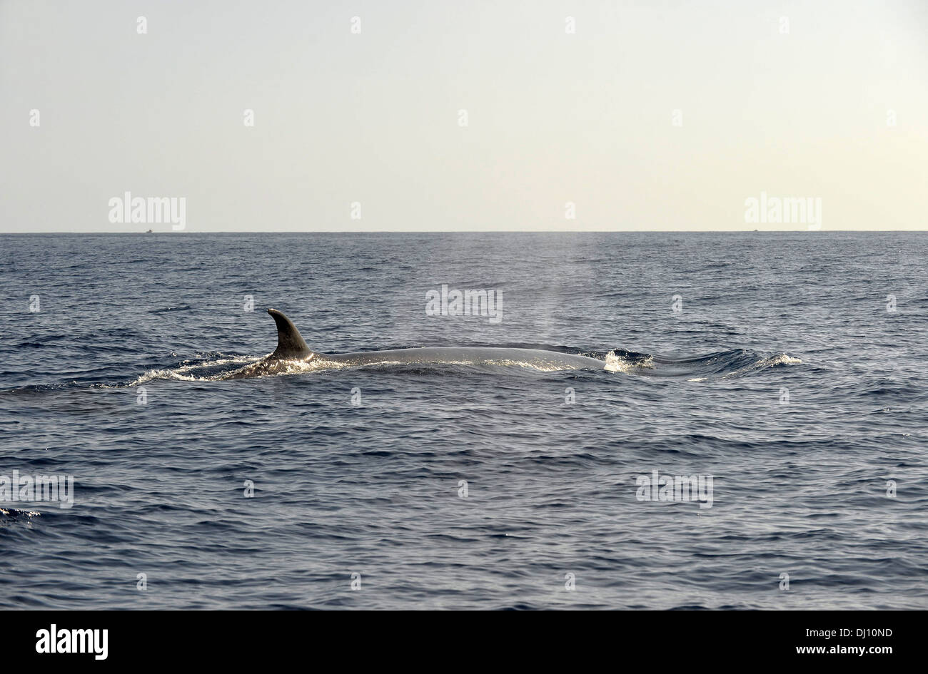 Sei Whale (Balaenoptera borealis) swimming at surface, The Azores, June Stock Photo