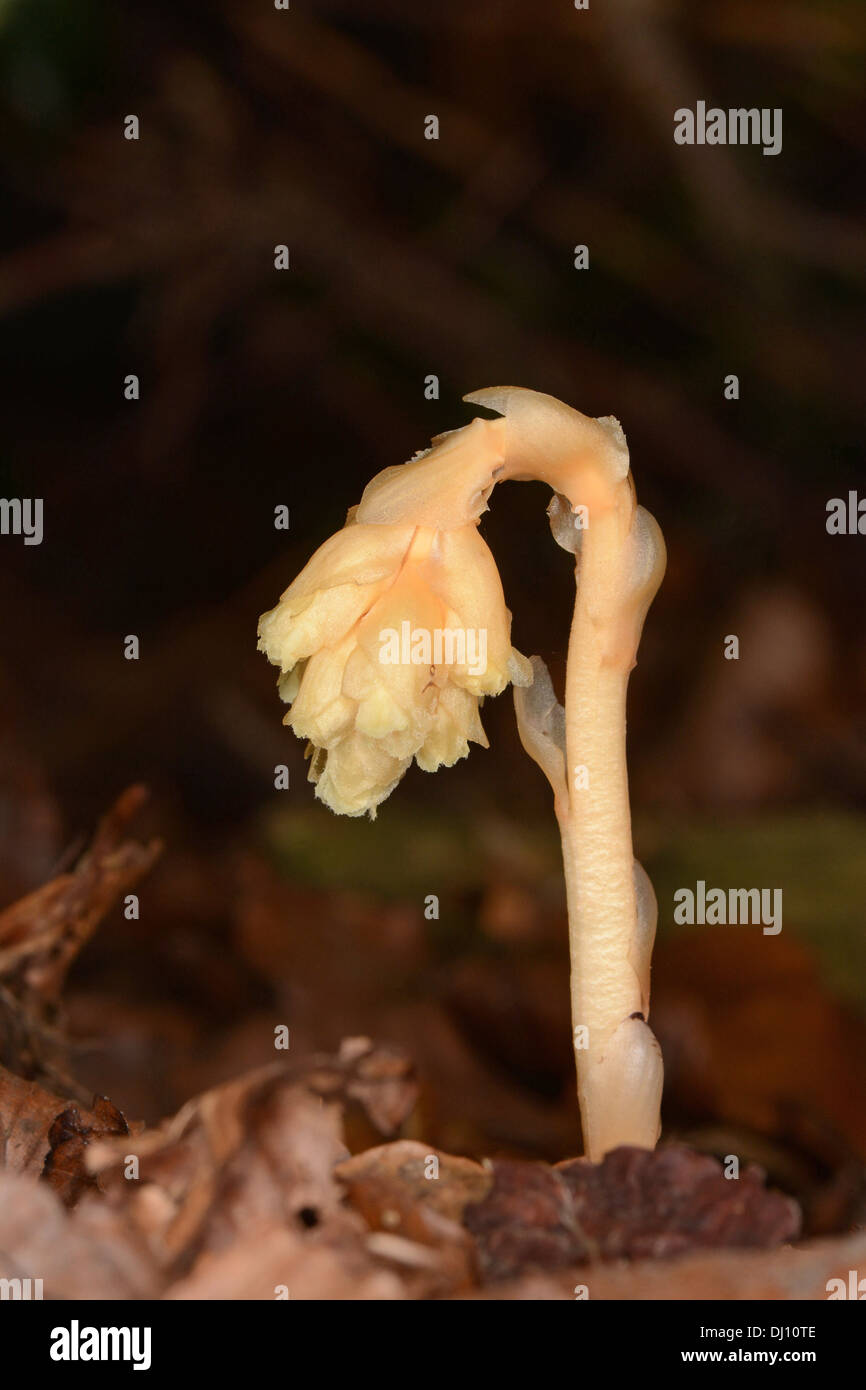 Dutchman's Pipe or Yellow Bird's-nest (Monotropa hypopitys) flower, Oxfordshire, England, August Stock Photo