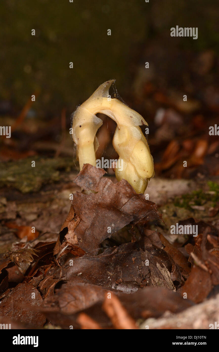Dutchman's Pipe or Yellow Bird's-nest (Monotropa hypopitys) flower spike growing up through leaf litter, Oxfordshire, England, Stock Photo