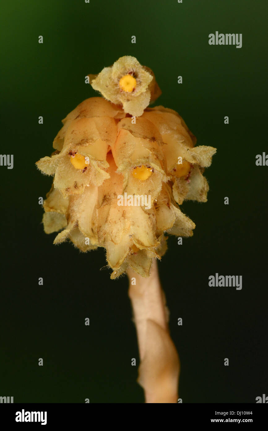 Dutchman's Pipe or Yellow Bird's-nest (Monotropa hypopitys) close-up of flower bracts, Oxfordshire, England, August Stock Photo