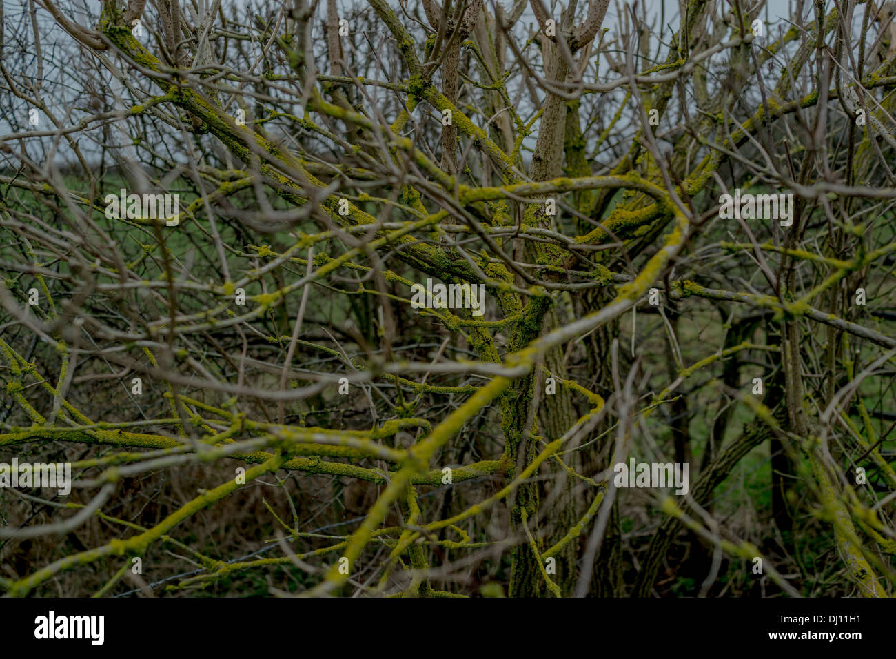 An old tree with its branches covered in lichen Stock Photo