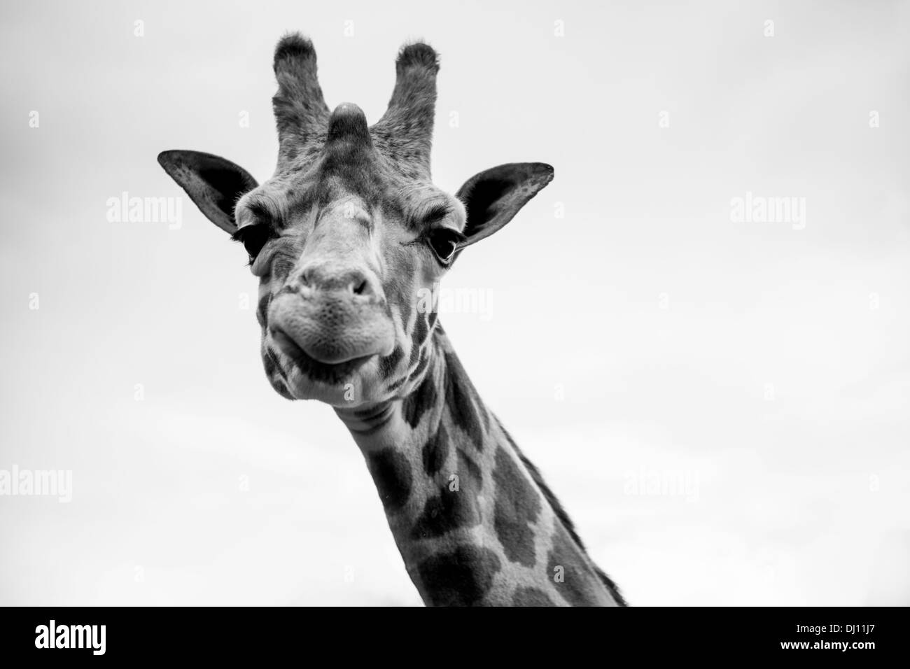 A single giraffe portrait in black and white Stock Photo