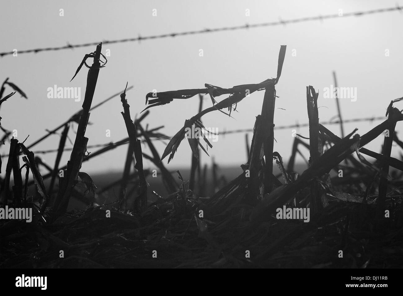 The sun sets on a recently harvested corn field south of Alcester, South Dakota, Friday, Nov. 15