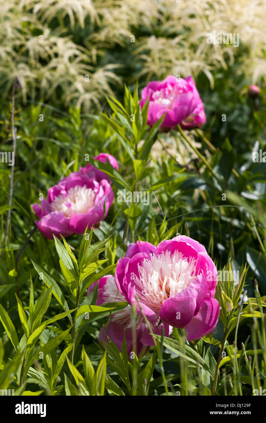 Three fine speciment Peonies Bowl of Beauty in mixed border Stock Photo