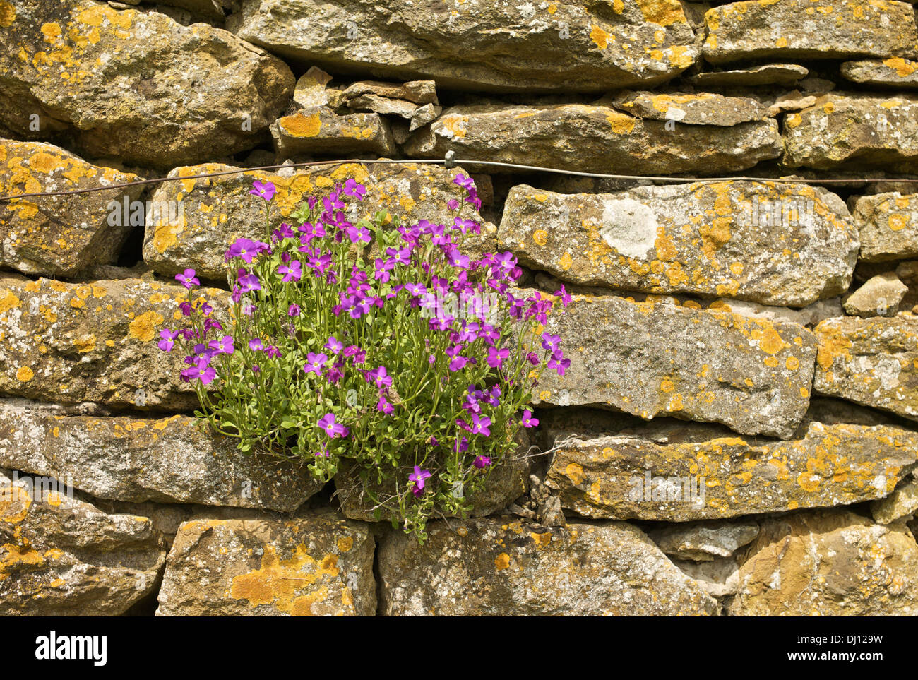 Closeup details of drystone walling with purple coloured flowers ...