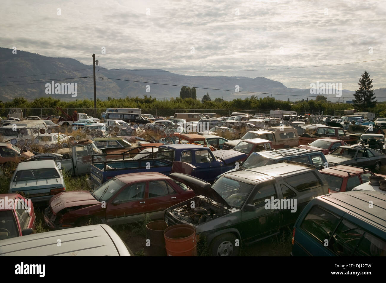 Cars In Junkyard; British Columbia, Canada Stock Photo - Alamy
