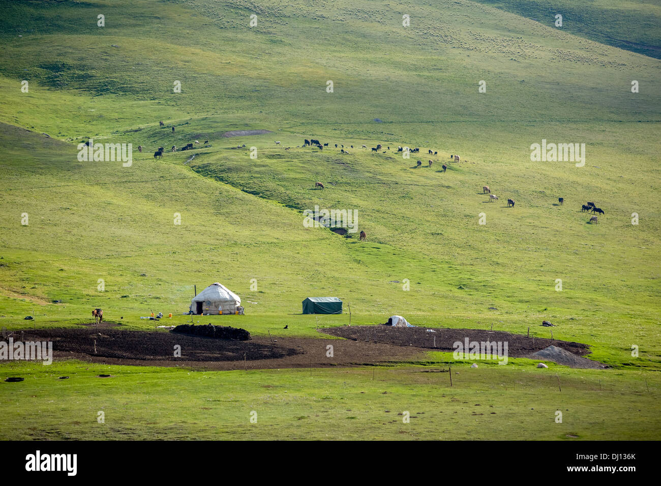 Yurt and livestock in Kyrgyzstan Stock Photo