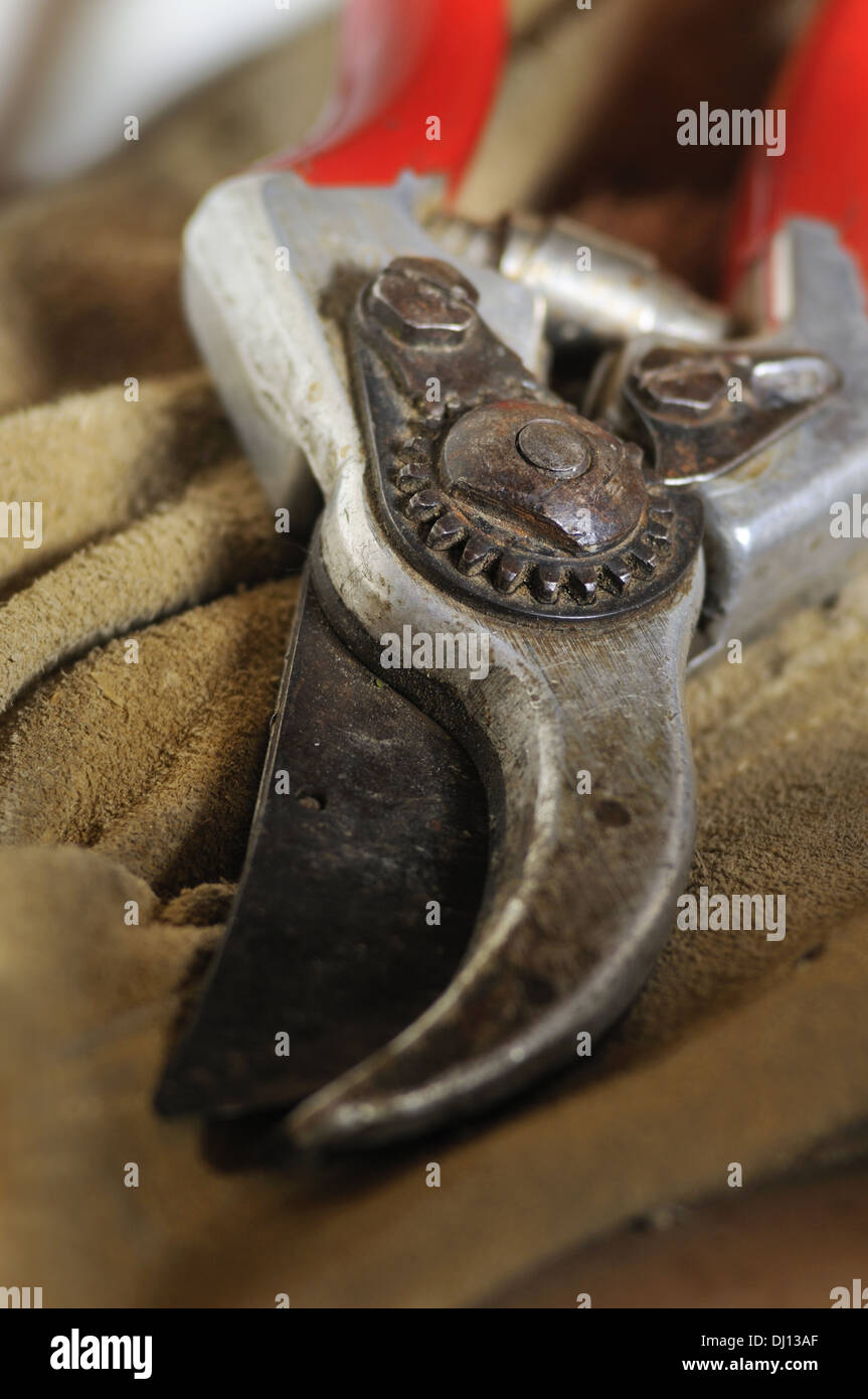 Pruning shear detail Stock Photo Alamy