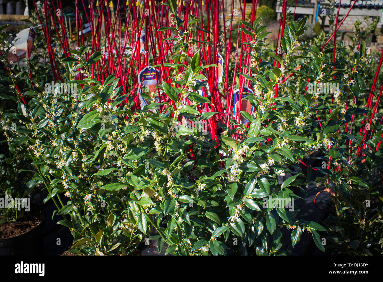 Display of Sarcococca plants for sale Stock Photo