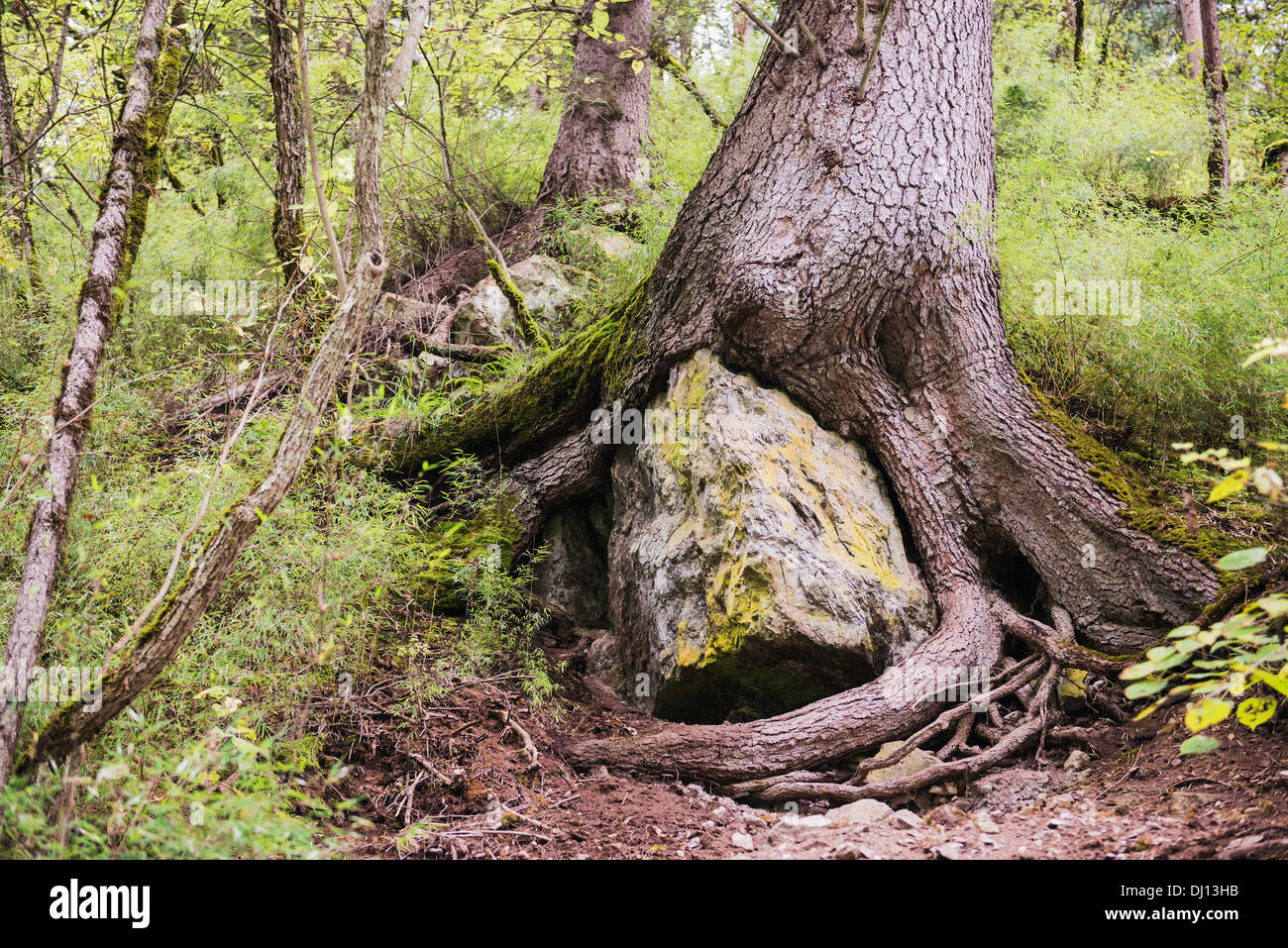 A Large Tree's Roots Grown Over A Large Rock Stock Photo