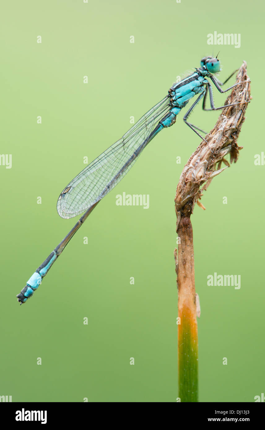 Female Common Blue damselfly resting beside a lake in Gloucestershire UK Stock Photo