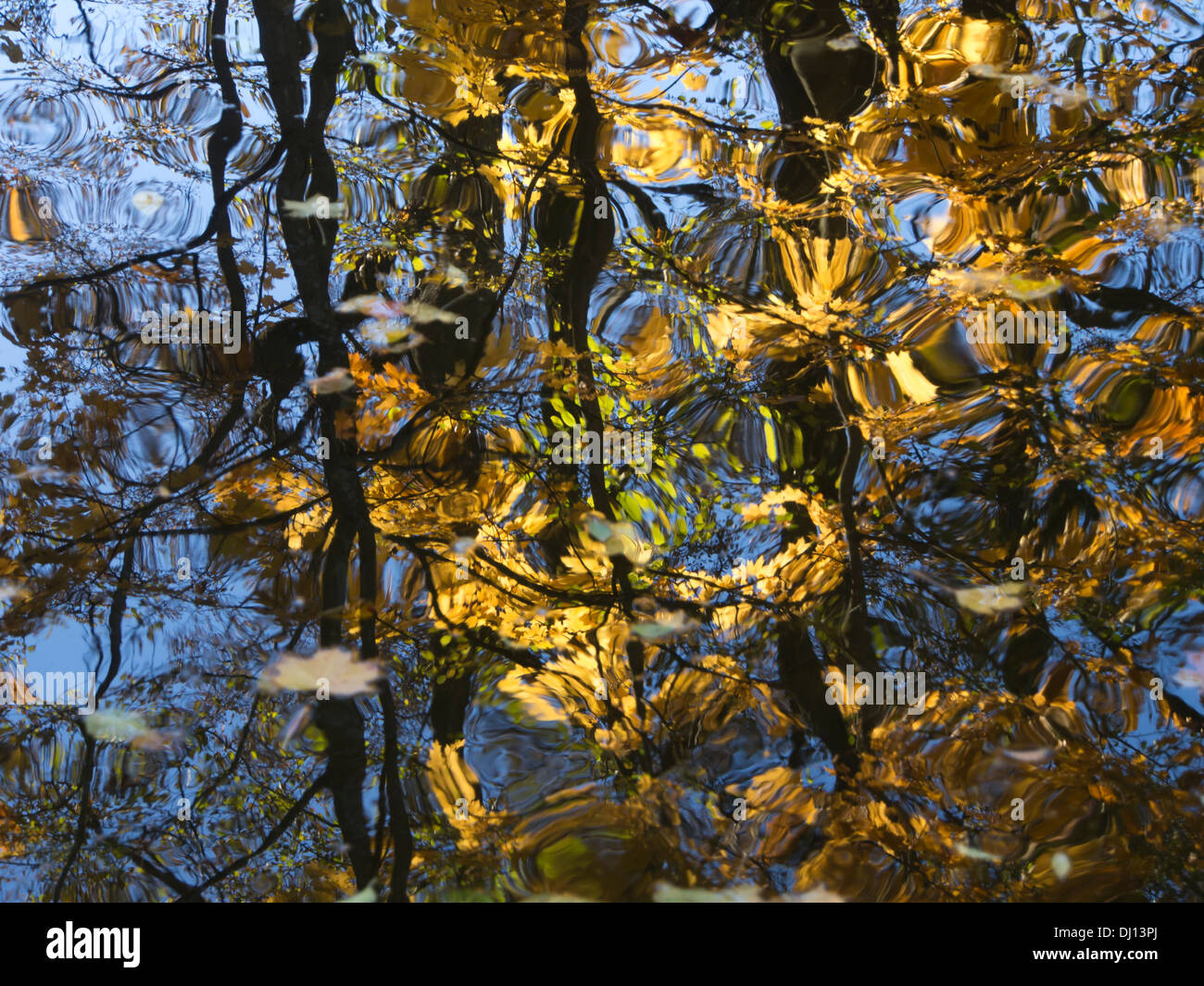 Autumn impressions,dark trunks and golden yellow leaves, blue sky,  reflected in wavy water,Oslo Norway Stock Photo