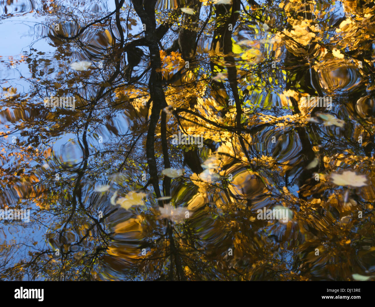 Autumn impressions,dark trunks and golden yellow leaves, blue sky,  reflected in wavy water,Oslo Norway Stock Photo