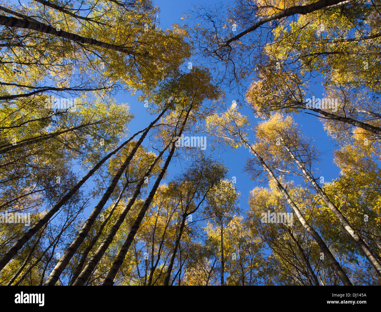Autumn in a birch forest looking up on treetops with yellow leaves, and a blue sky, Oslo Norway Stock Photo