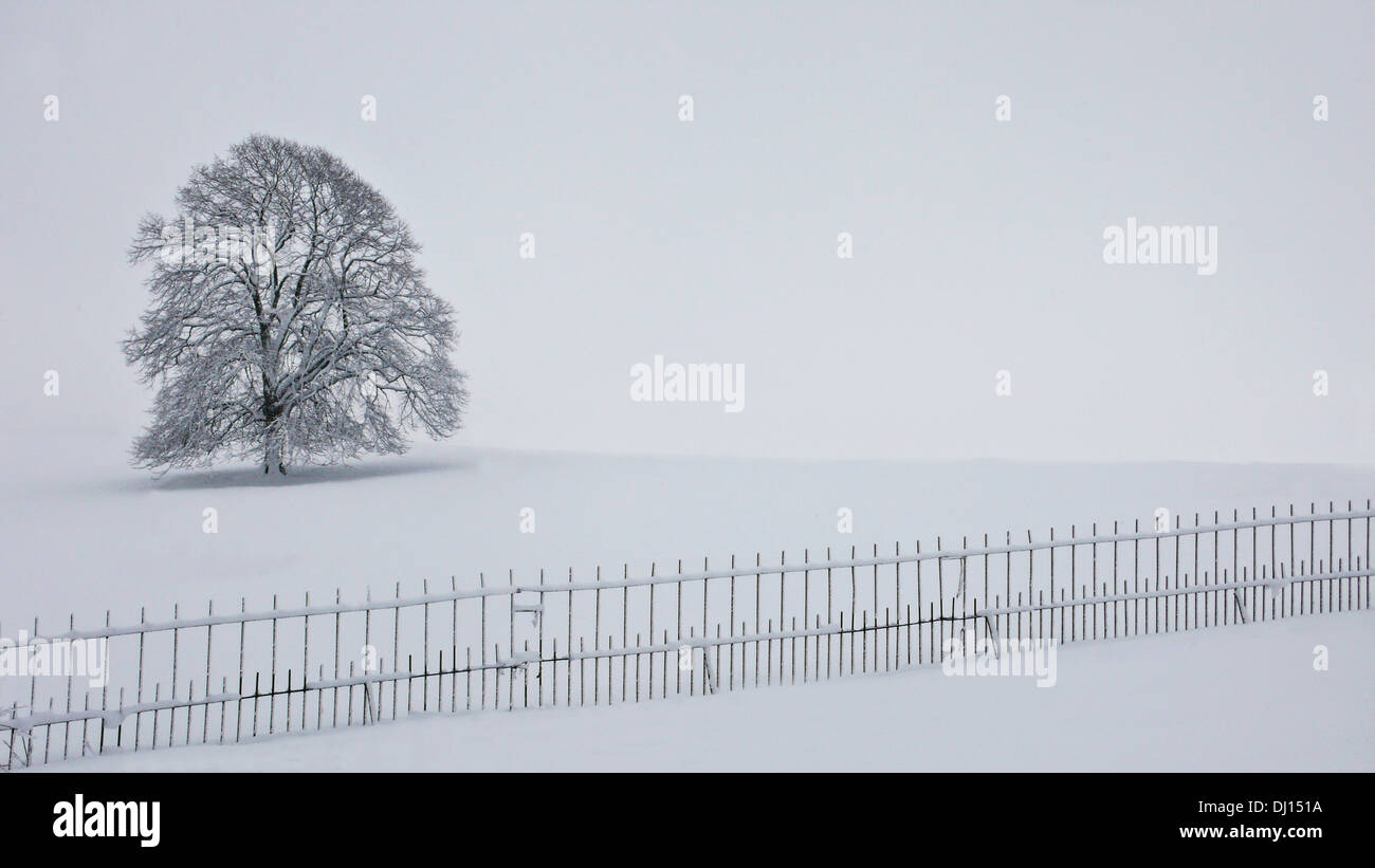 A lone tree in the snowy countryside Stock Photo