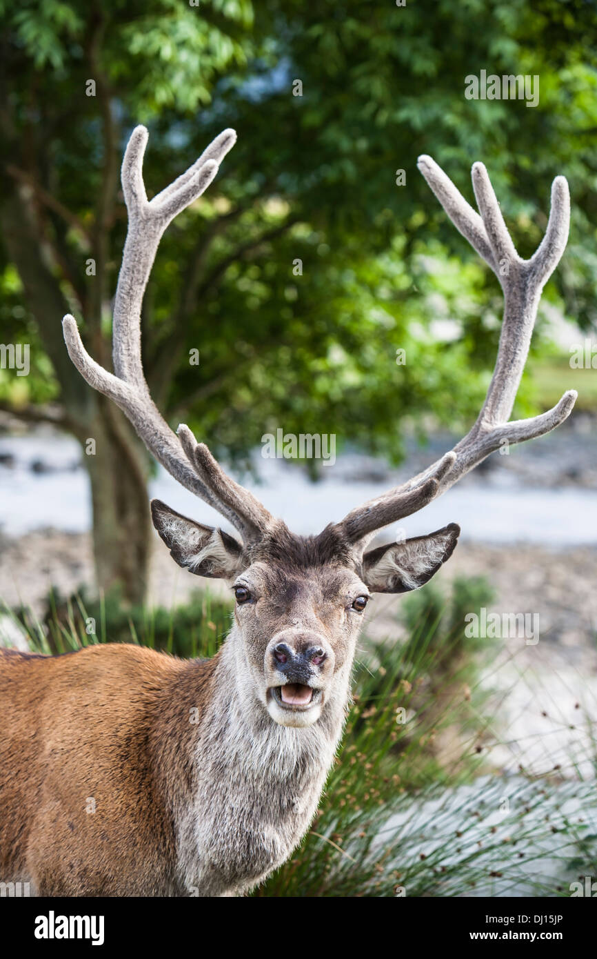 Young Highland Red deer Stag at Corran in Kinloch Hourn, Scotland. Stock Photo