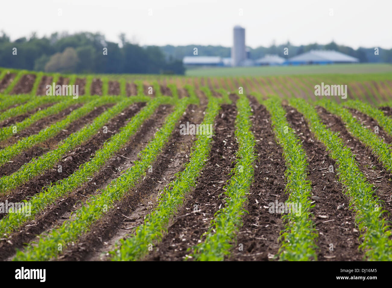 Cornfield West Of Ingersoll In Late Spring; Ontario Stock Photo