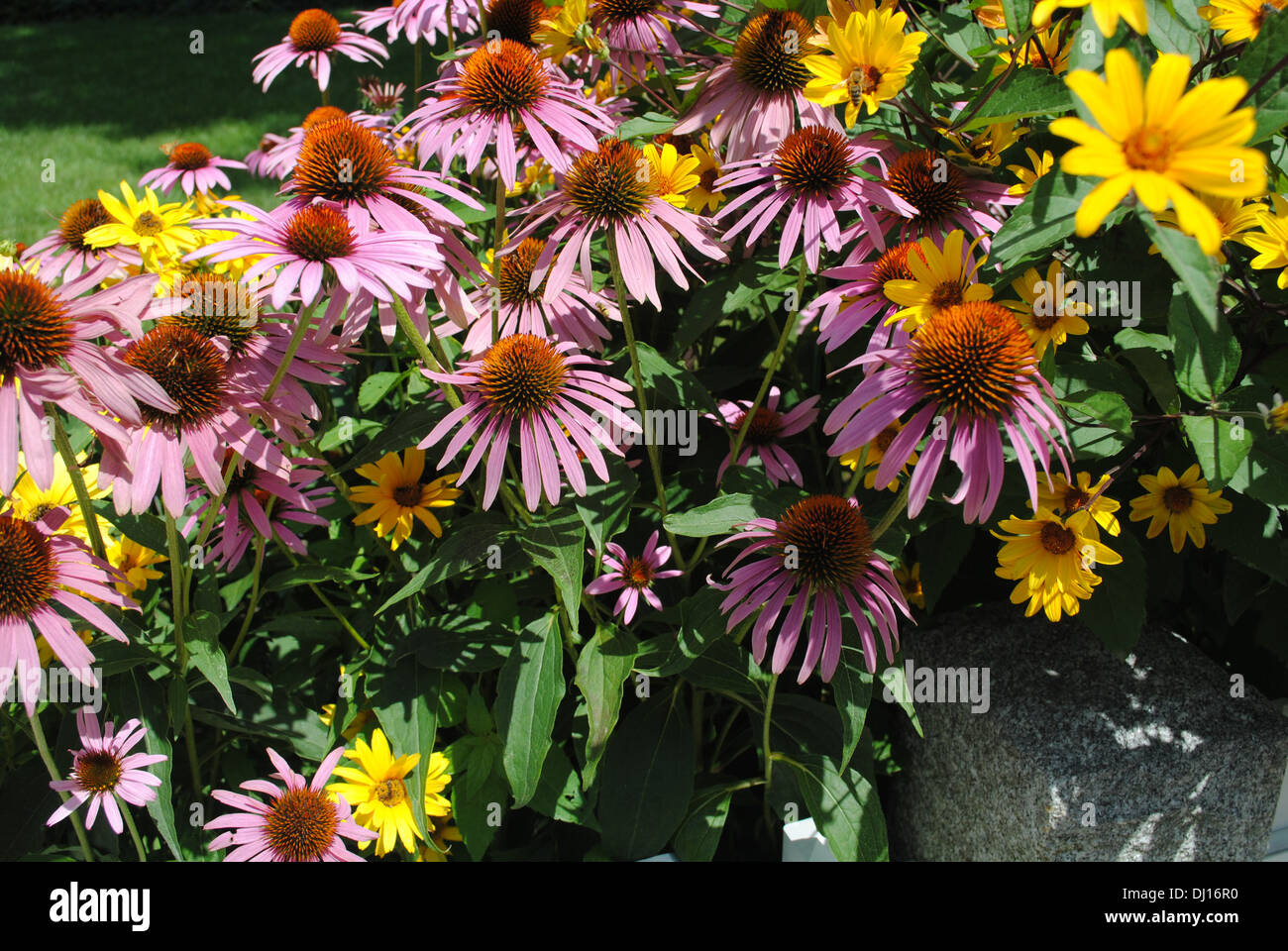 Colorful burst of summer flower garden close up, Concord MA. Stock Photo