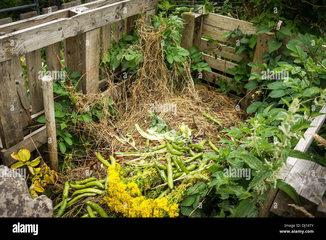 Open composting container in small garden in Scotland UK EU Stock Photo
