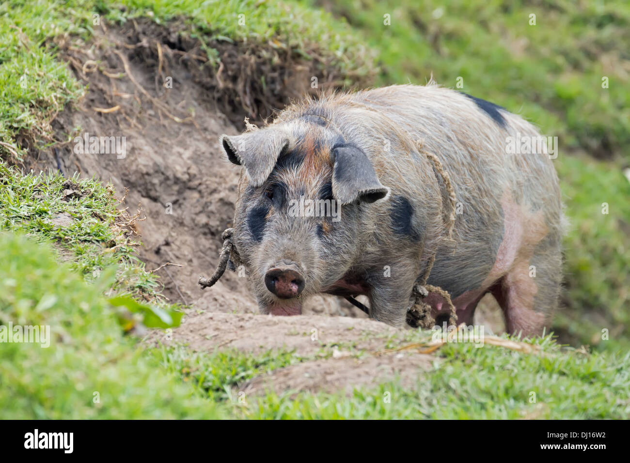 Peter Pig High Resolution Stock Photography And Images Alamy