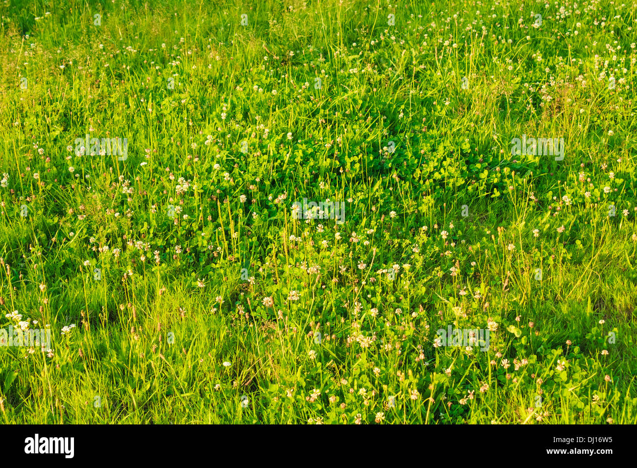 Spring green grass hi-res stock photography and images - Alamy