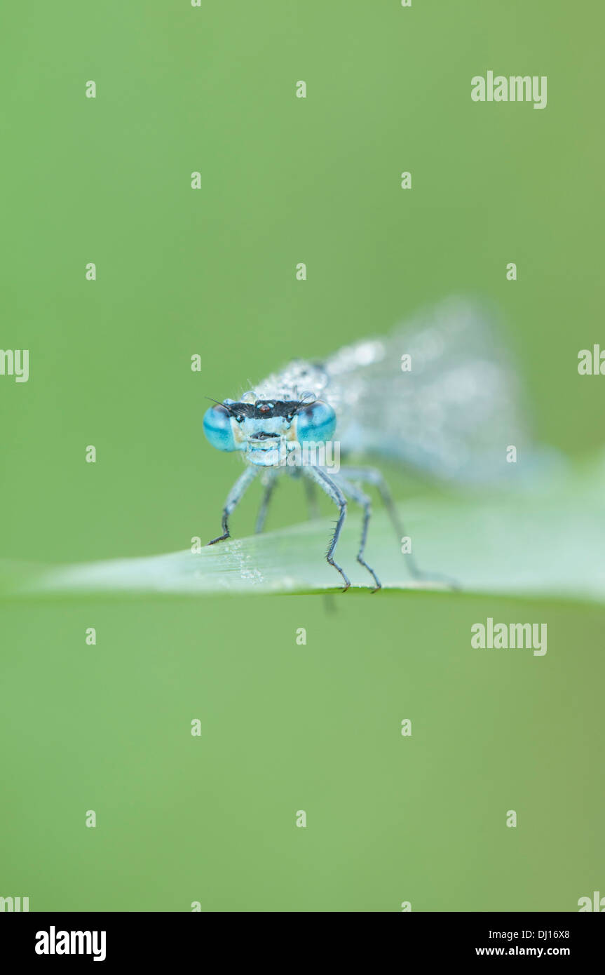 Common Blue damselfly covered in morning dew eye to eye view Stock Photo