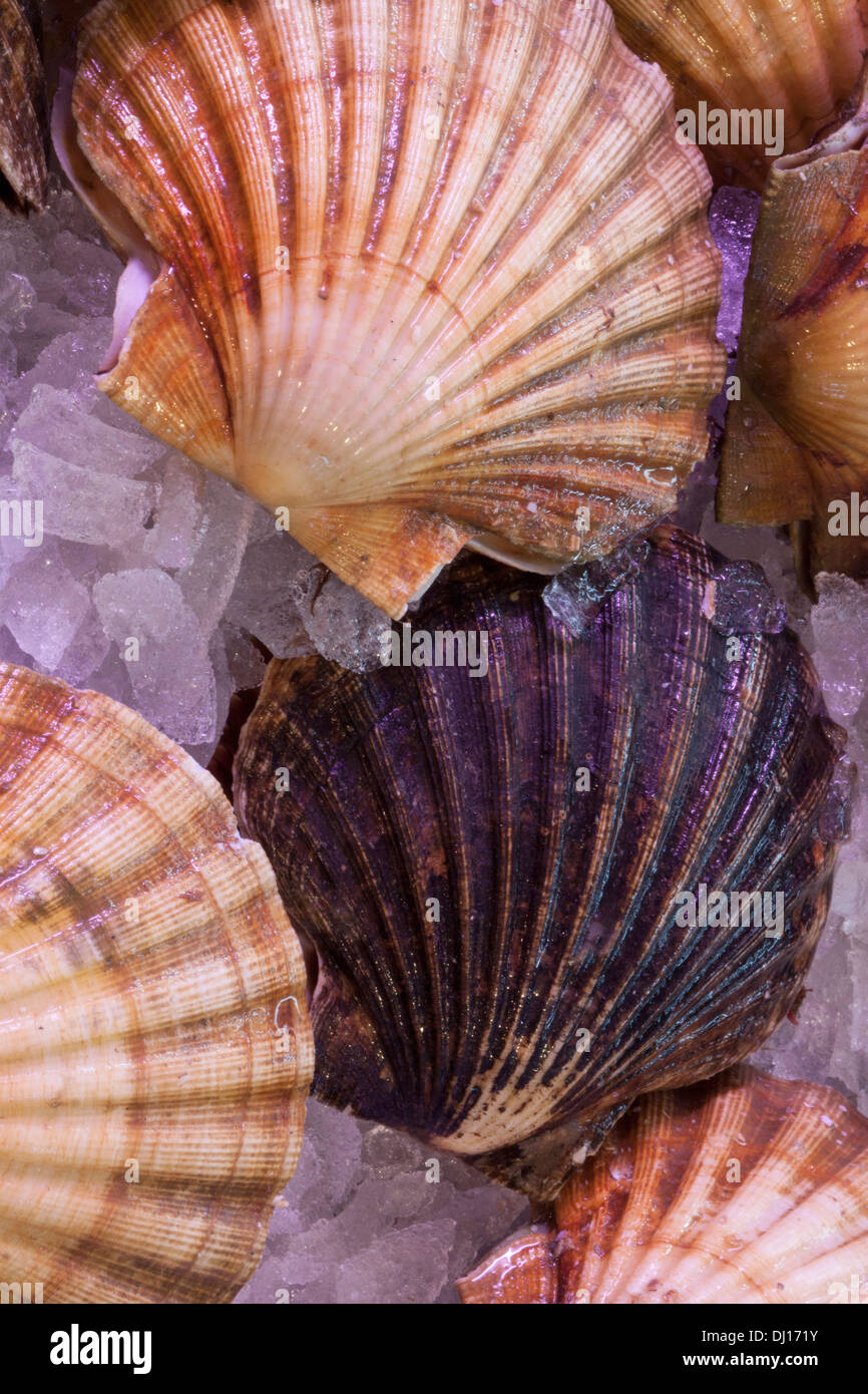 Macro shot of closed clam shells. Stock Photo