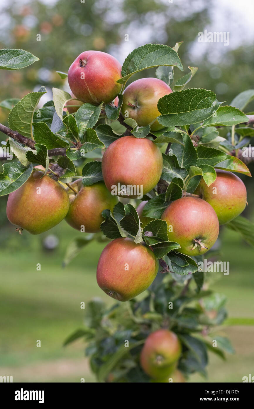 Malus domestica 'Malling Kent'. Apples growing in an English orchard. Stock Photo