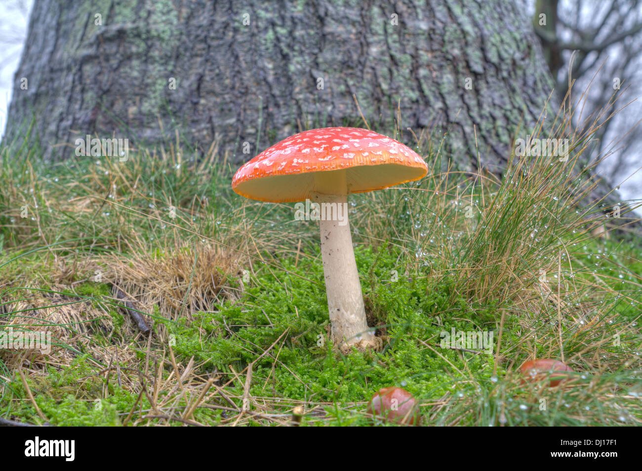 Fly agaric in city roadside, Netherlands Stock Photo