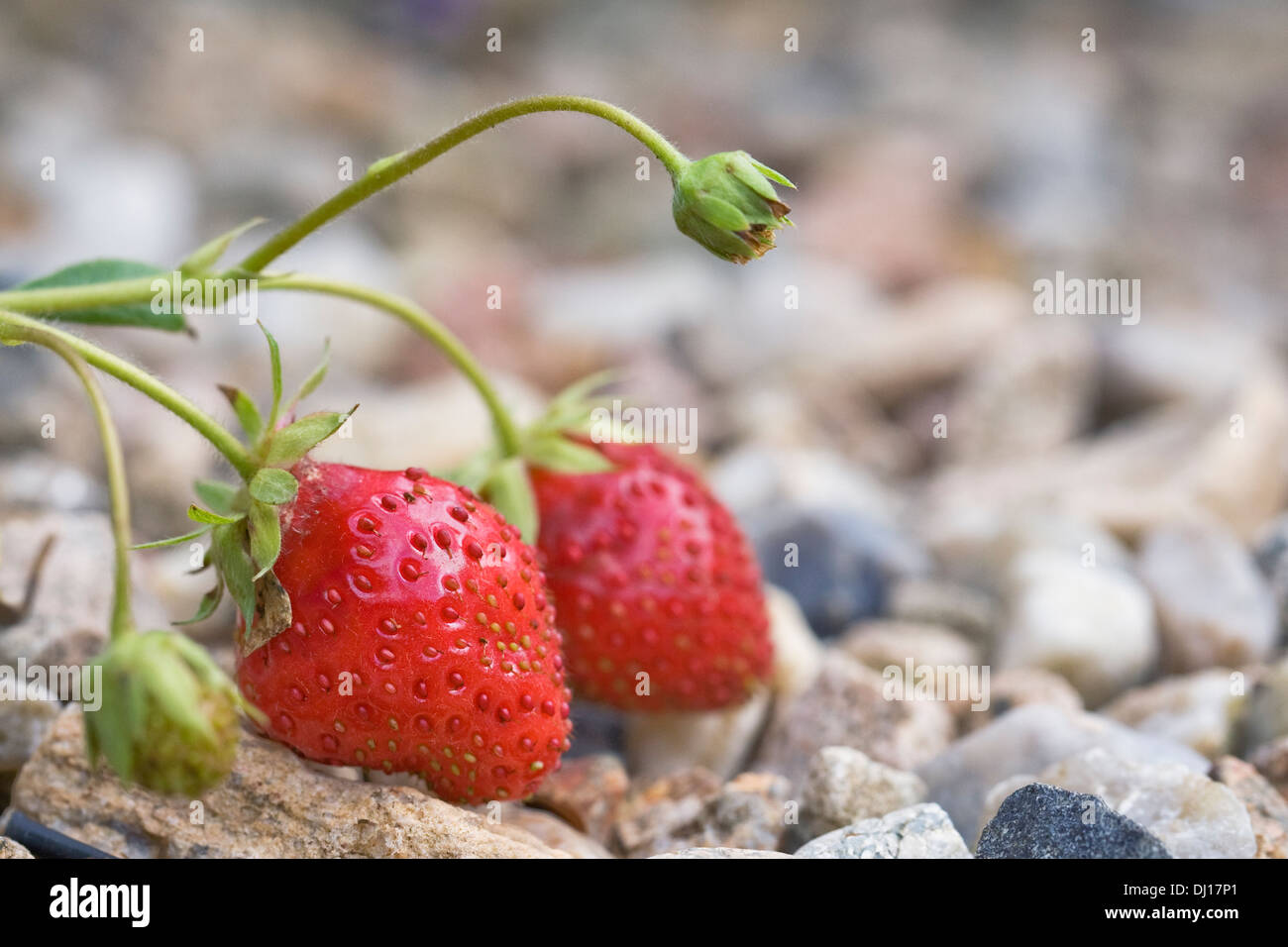 Strawberries ripening on a gravel path. Stock Photo