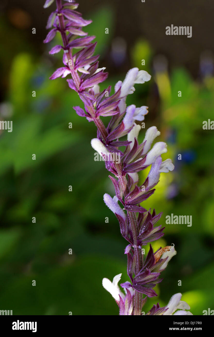 Sage, Salvia 'Phyllis Fancy', Lamiaceae Stock Photo