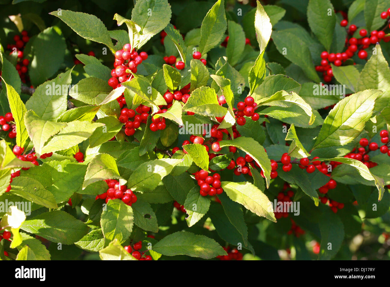 Winterberry Holly, Black Alder, Fever Berry, Ilex verticillata 'Sparkleberry', Aquifoliaceae. Northeastern U.S. and Canada. Stock Photo