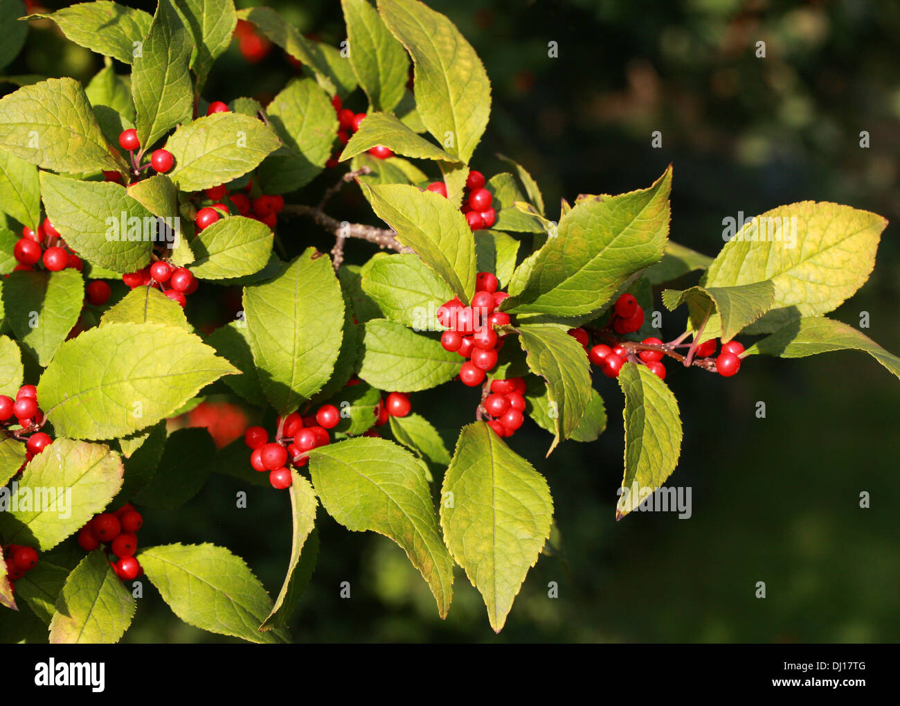 Winterberry Holly, Black Alder, Fever Berry, Ilex verticillata 'Sparkleberry', Aquifoliaceae. Northeastern U.S. and Canada. Stock Photo