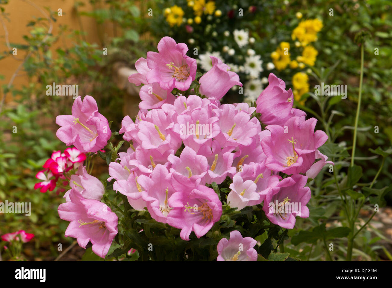 Campanula bellflower (campanula formanekiana) plant in bloom Stock Photo