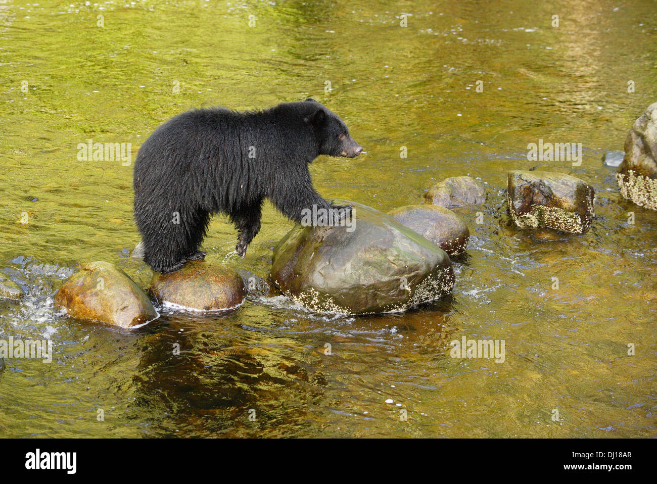Thornton creek fish hatchery hires stock photography and images Alamy