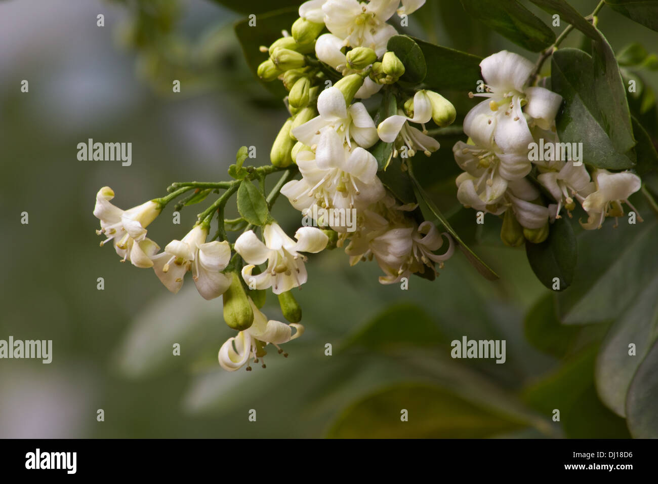 Orange jasmine plant in bloom Stock Photo Alamy