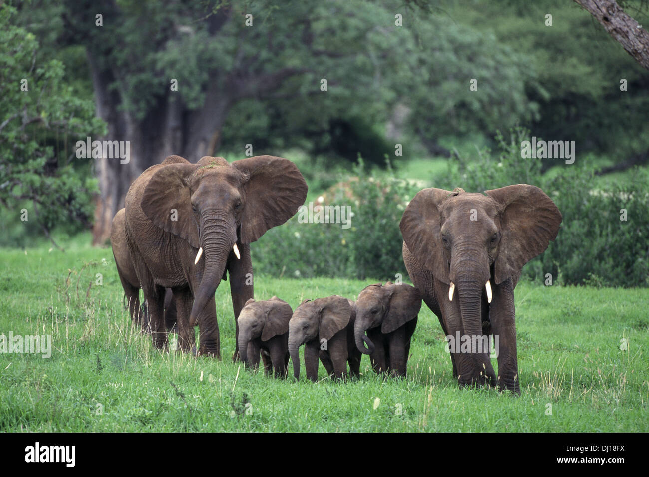Two female elephants with three calves (Loxodonta africana), Tarangire National Park, Tanzania Stock Photo
