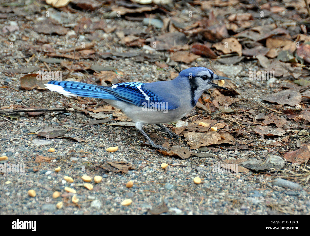 Blue Jay with a seed in its beak. Stock Photo
