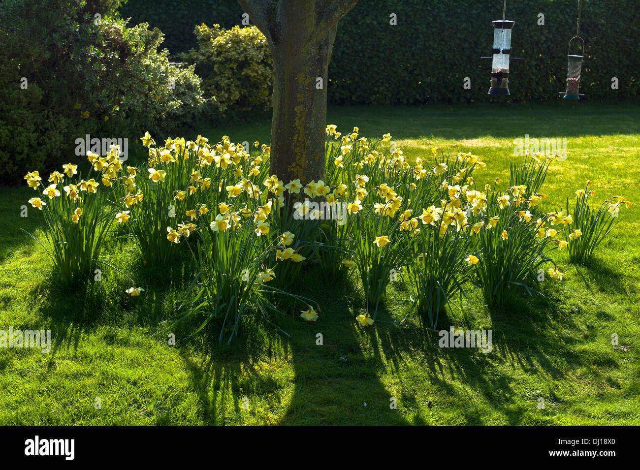 Daffodils naturalised and flowering in a lawn in UK Stock Photo Alamy