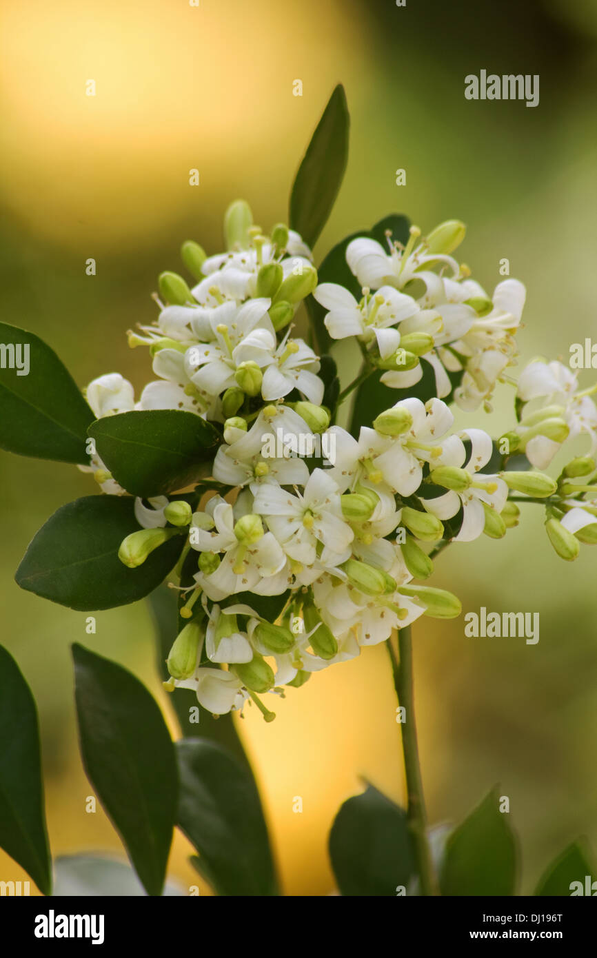 Orange jasmine plant in bloom Stock Photo Alamy