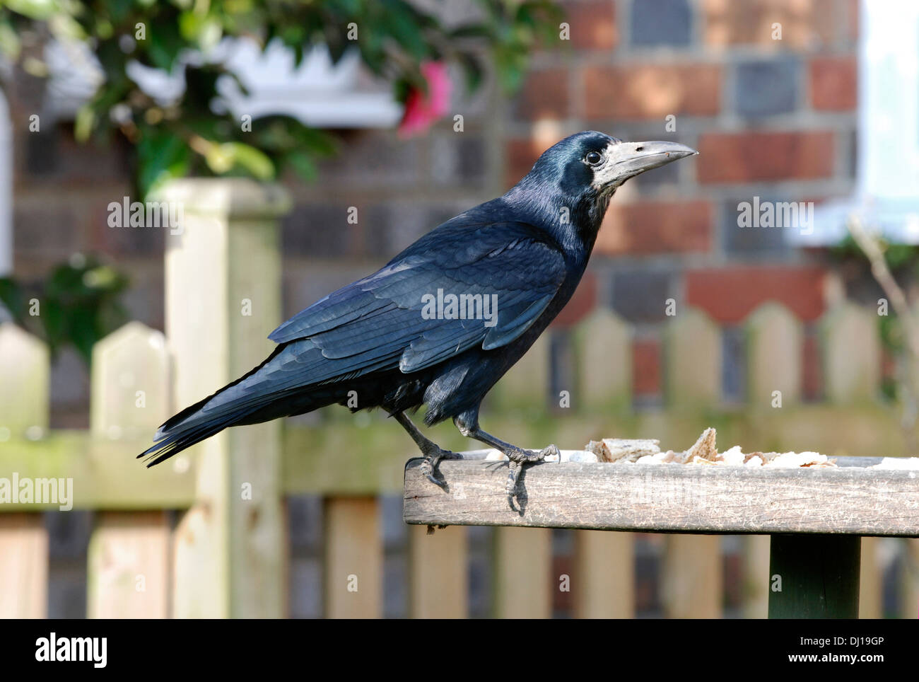 Rook Corvus frugilegus Stock Photo - Alamy