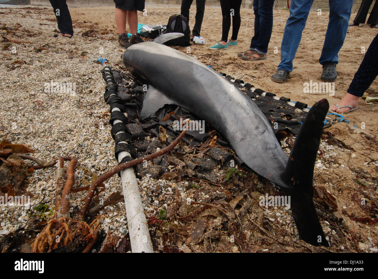 Cetacean stranding, Common dolphin (Delphinus), wounds along its body, rake marks and attacked marks Stock Photo